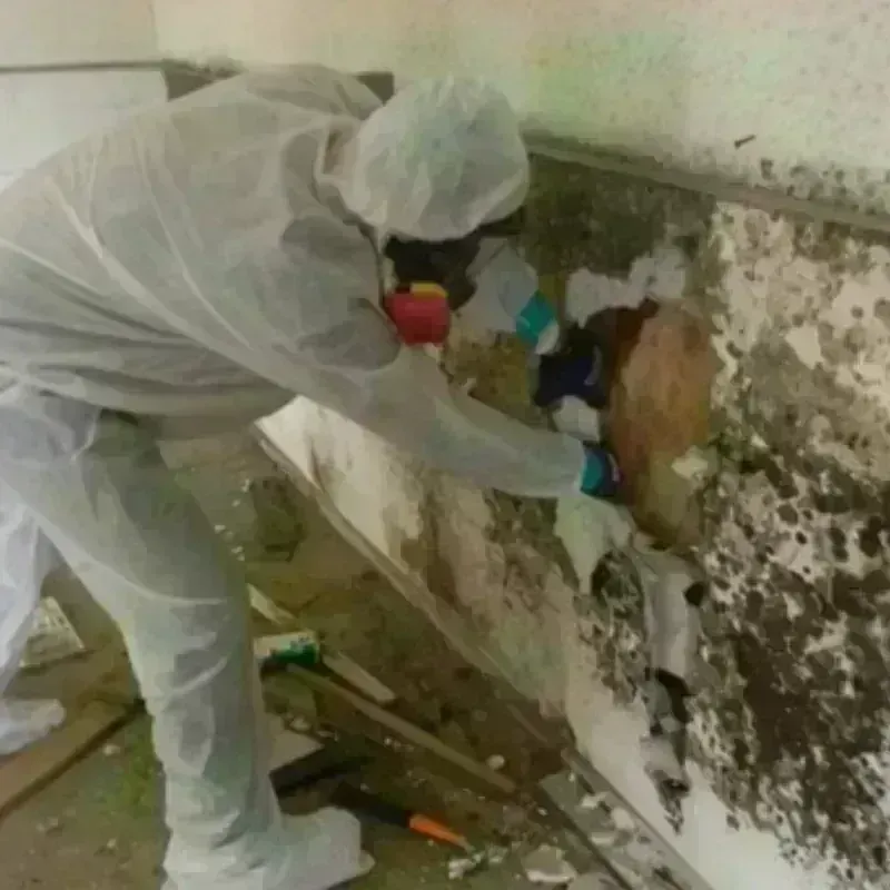 Mold Remediation and Removal in Granite County, MT